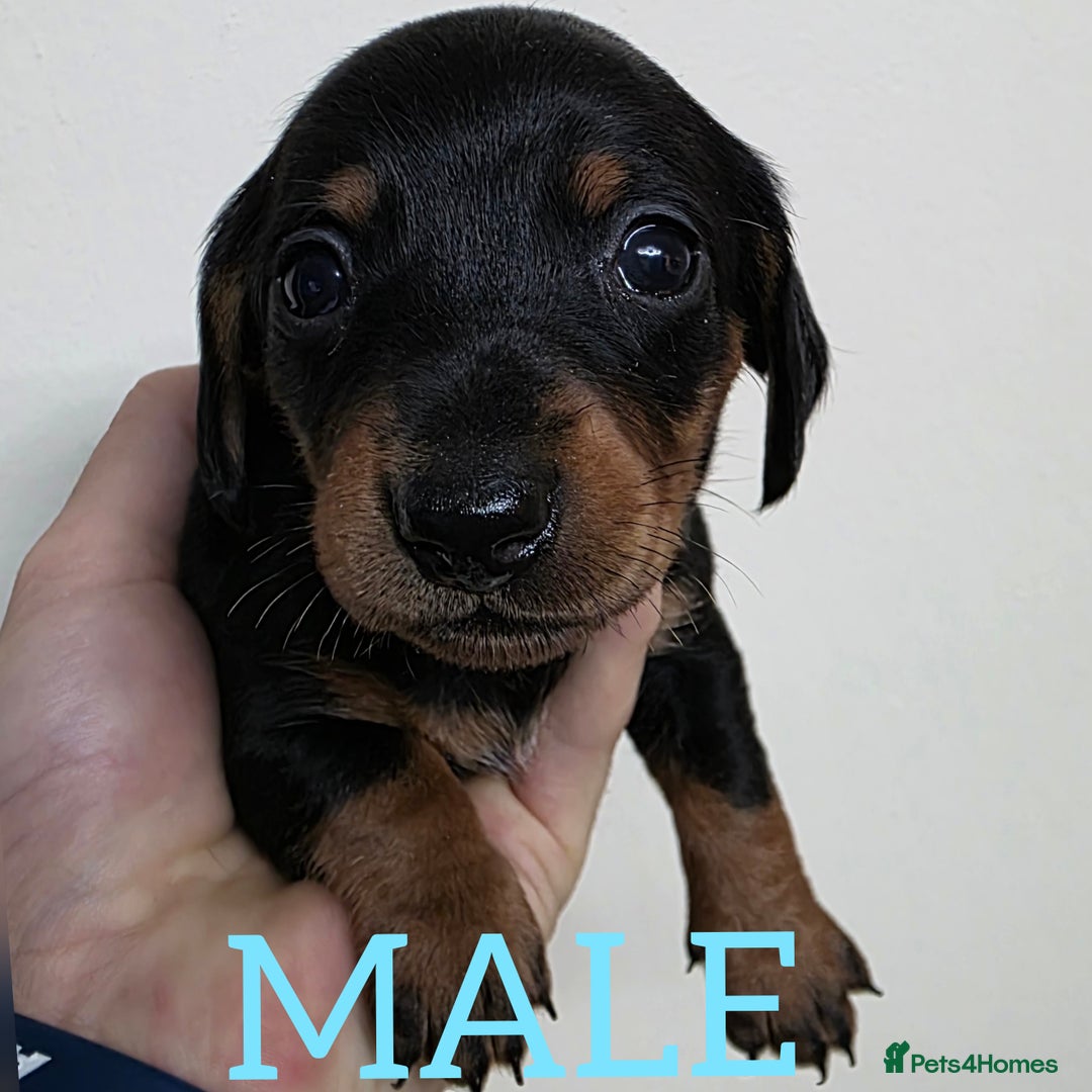 Dachshund dogs for sale: Miniature dachshunds  - Image 4
