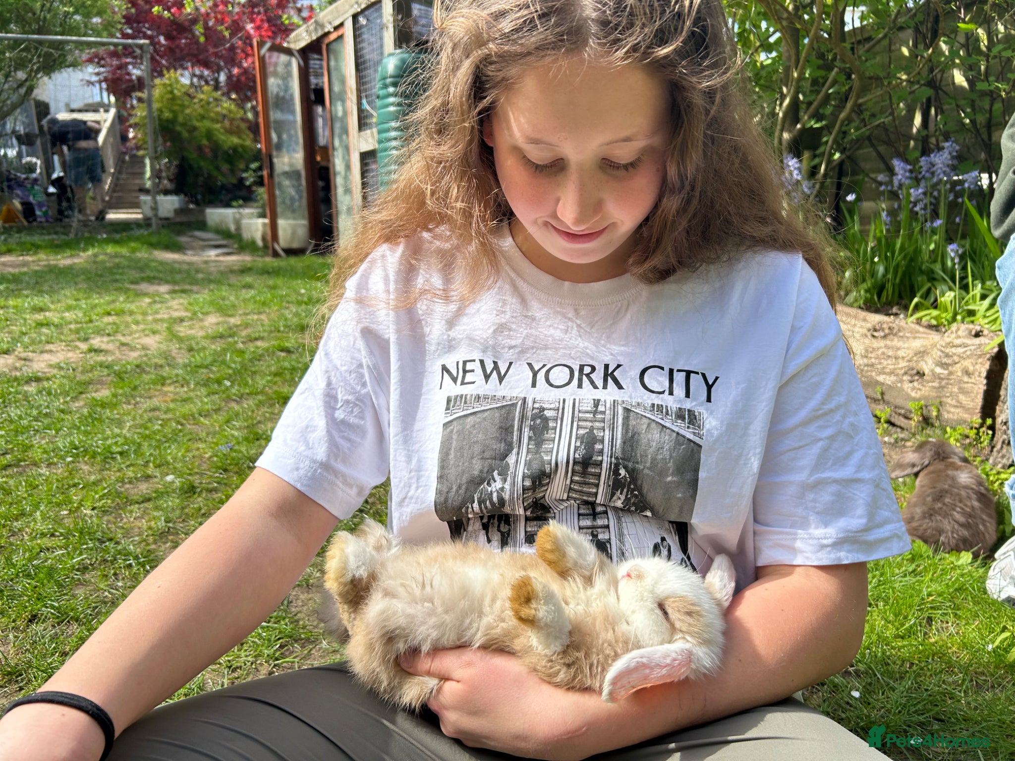 Mini Lop rabbits Friendly 100% Pure Bred family Mini Lops  - Advert 13