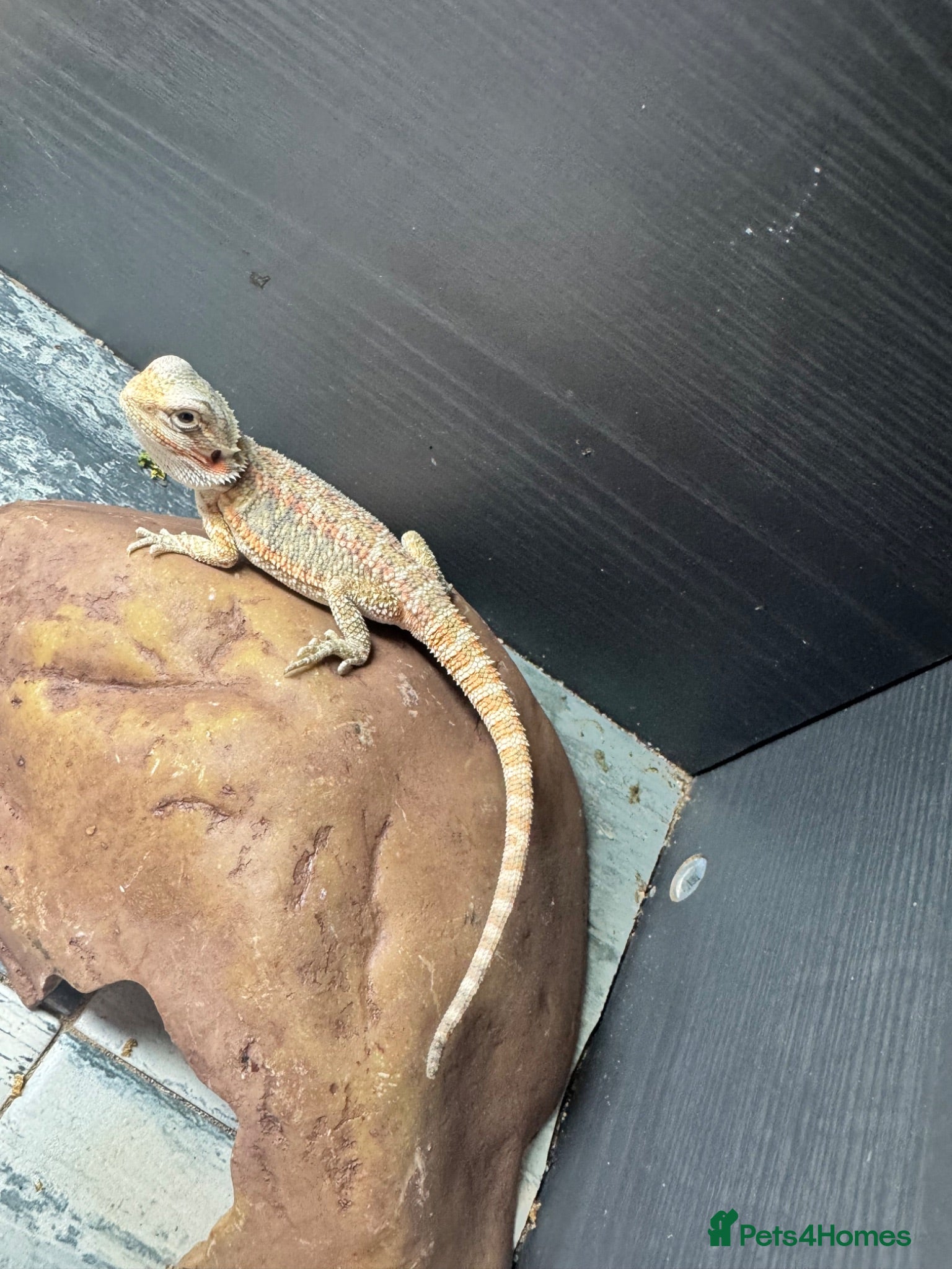 Bearded Dragon reptiles Baby&adult bearded dragons- possible a full setup  - Advert 2