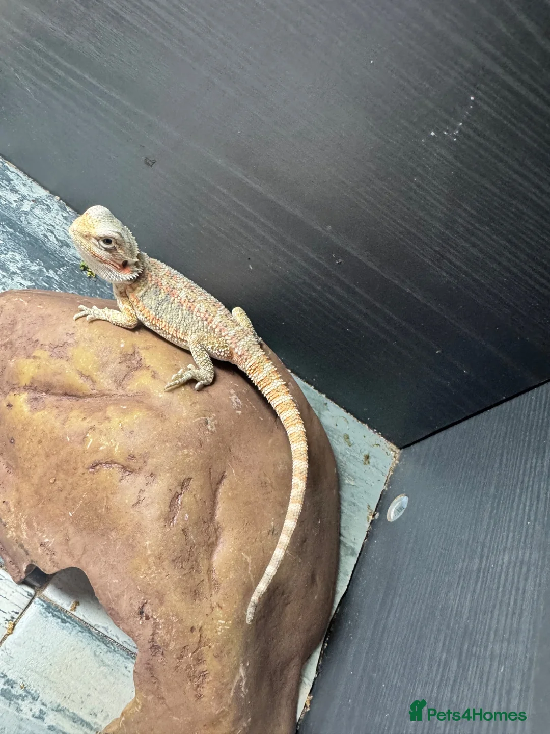 Bearded Dragon reptiles for sale: Baby&adult bearded dragons- possible a full setup  - Advert 2