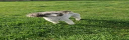 Miniature Poodle dogs for sale: Kc reg Miniture poodle - Advert 5