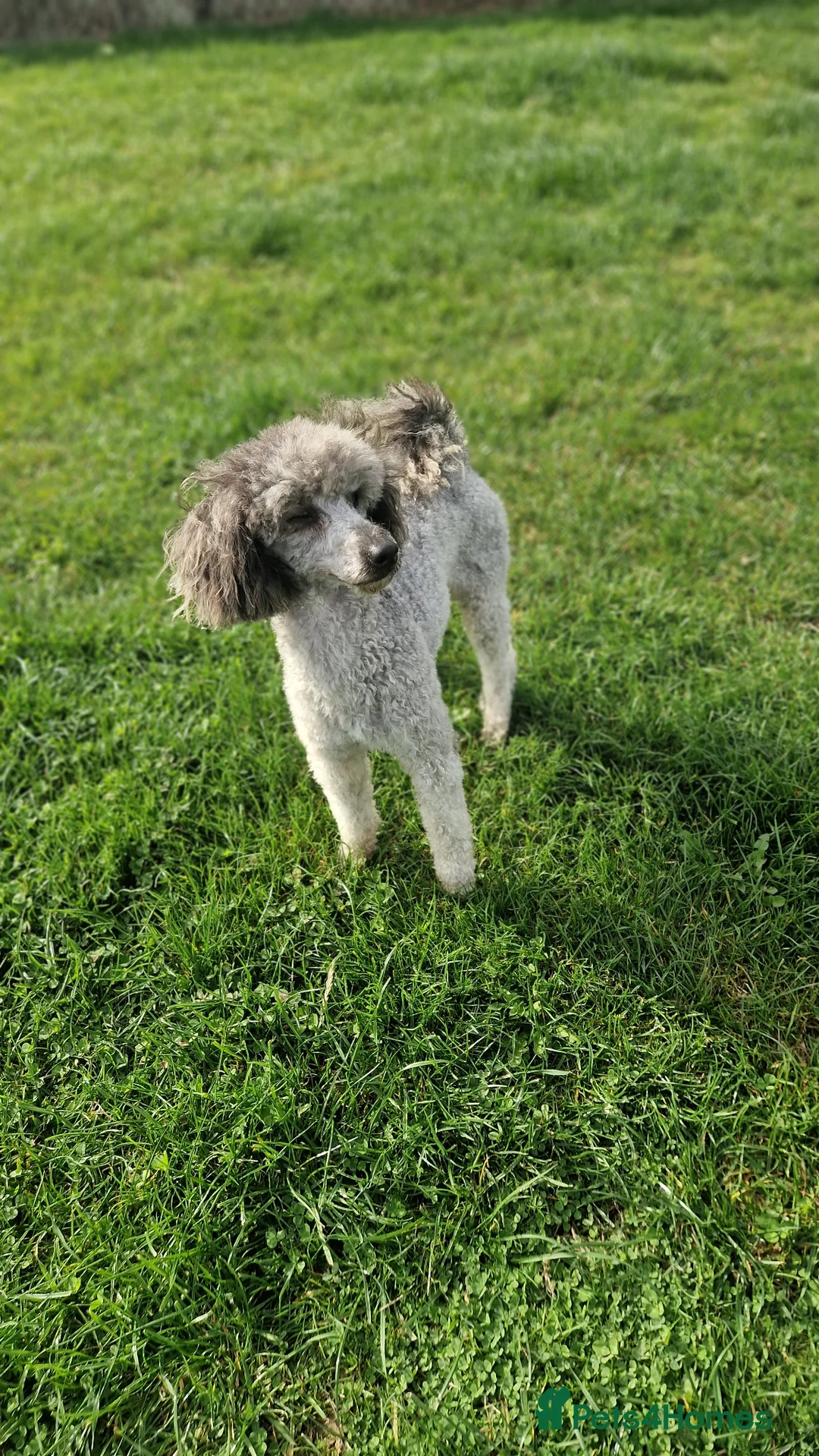 Miniature Poodle dogs for sale: Kc reg Miniture poodle - Advert 5