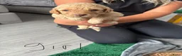 Cockapoo dogs for sale: F1B cockapoos  - Advert 11