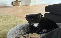 Mixed Breed dogs for sale: Piglet  - Image 2