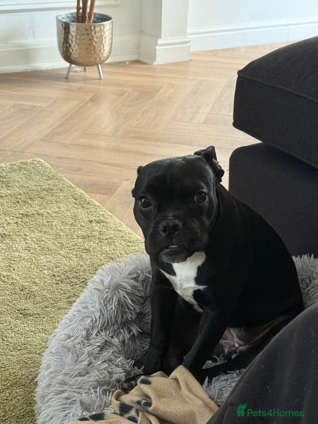 Mixed Breed dogs for sale: Piglet  - Image 2