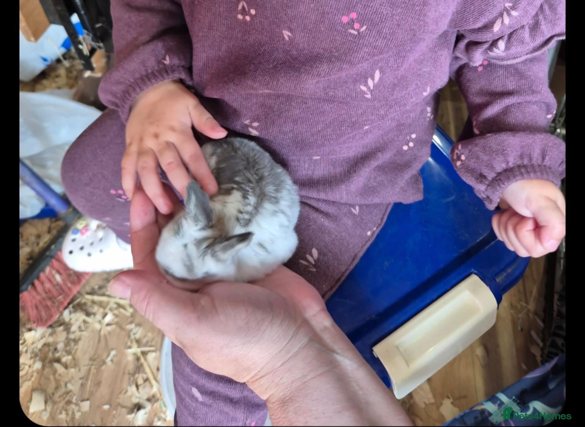 Mixed Breed rabbits Gorgeous baby bunnies  - Advert 1
