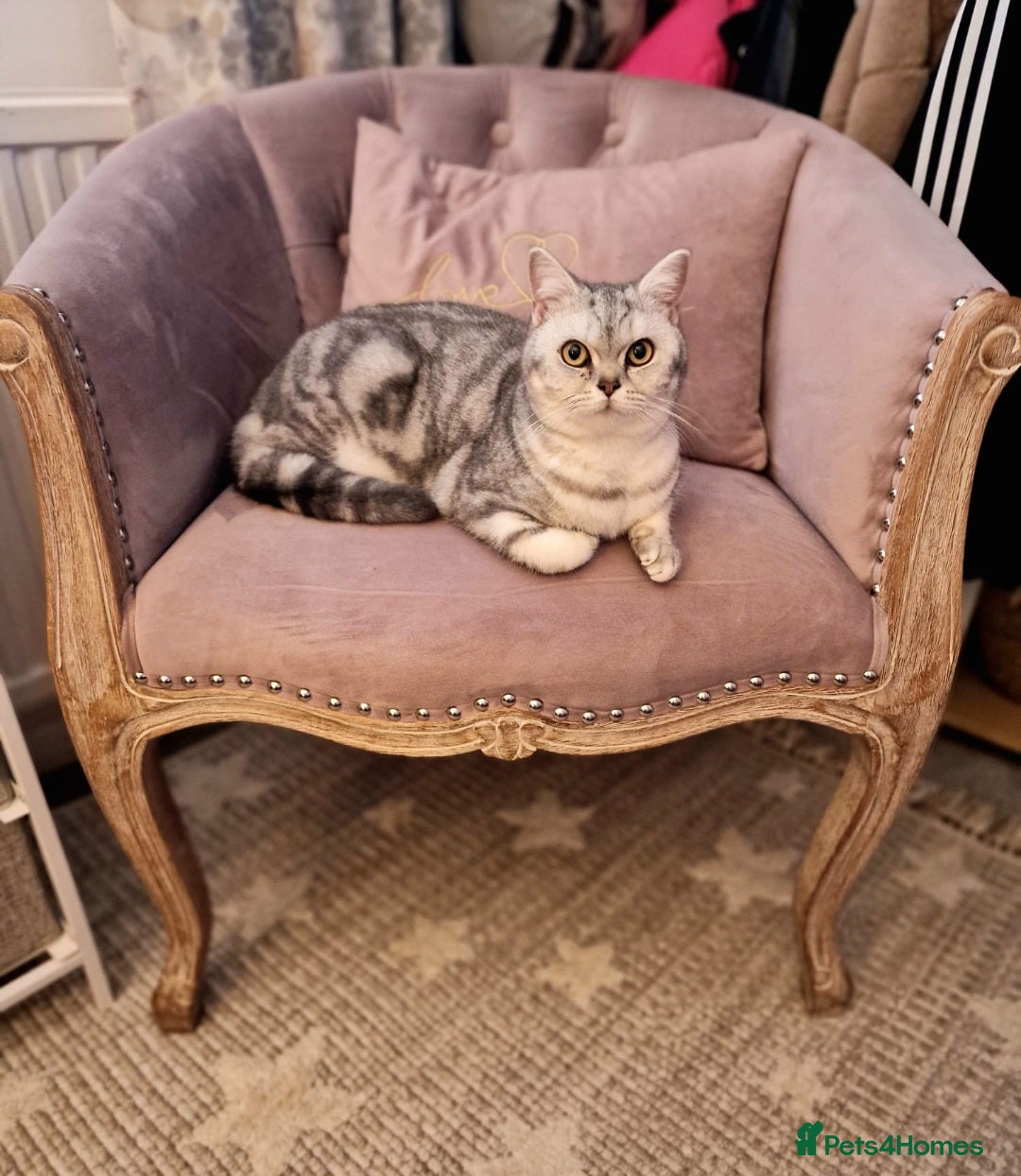 British Shorthair cats for sale: Gorgeous kitten - Image 9