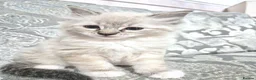 Ragdoll cats for sale: Purebred Ragdoll Kittens - final litter - Advert 5
