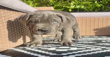 Mixed Breed dogs - Advert 3