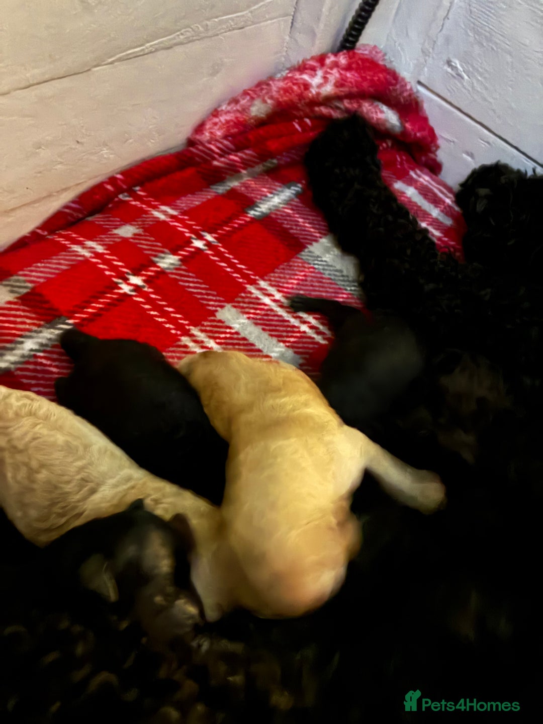 Miniature Poodle dogs for sale: beautiful miniature poodles  - Advert 2