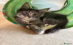Maine Coon cats for sale: Price reduced   PEDIGREE MAINECOON KITTENS  - Image 15