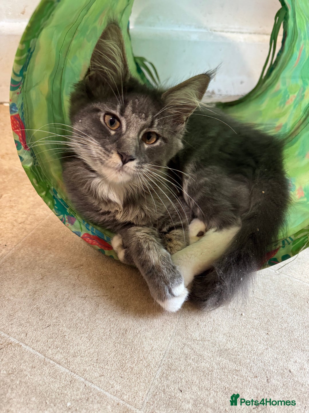 Maine Coon cats for sale: Price reduced   PEDIGREE MAINECOON KITTENS  - Image 15