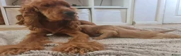 Cocker Spaniel dogs for sale: 3 golden Cocker Spaniels  - Advert 26