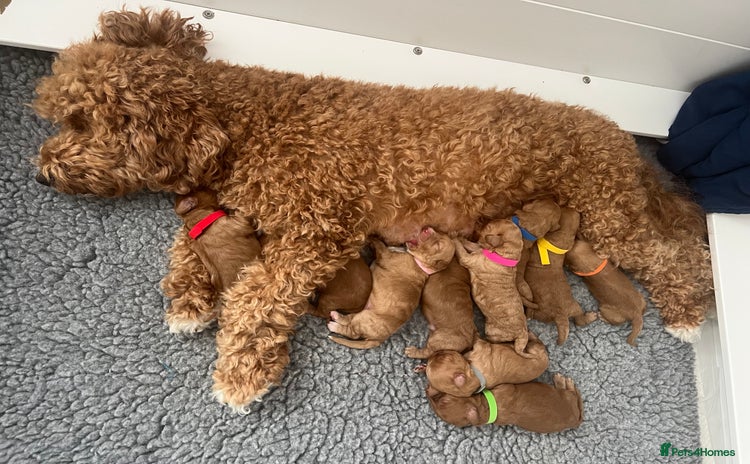 Australian Labradoodle dogs - Advert 1