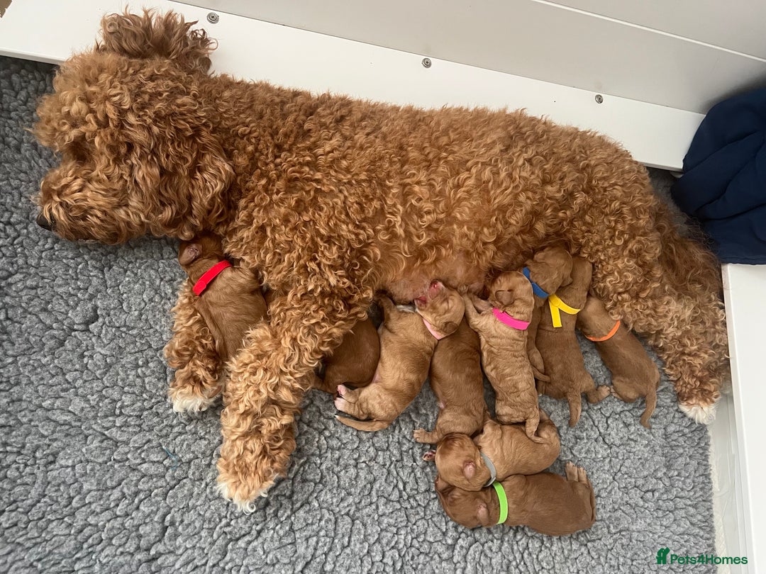Australian Labradoodle dogs for sale: Multi Generational Australian Labradoodle Puppies - Image 2