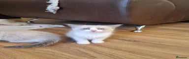 Ragdoll 3