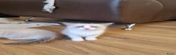 Ragdoll cats for sale: Bicolour ragdoll kittens  - Advert 12