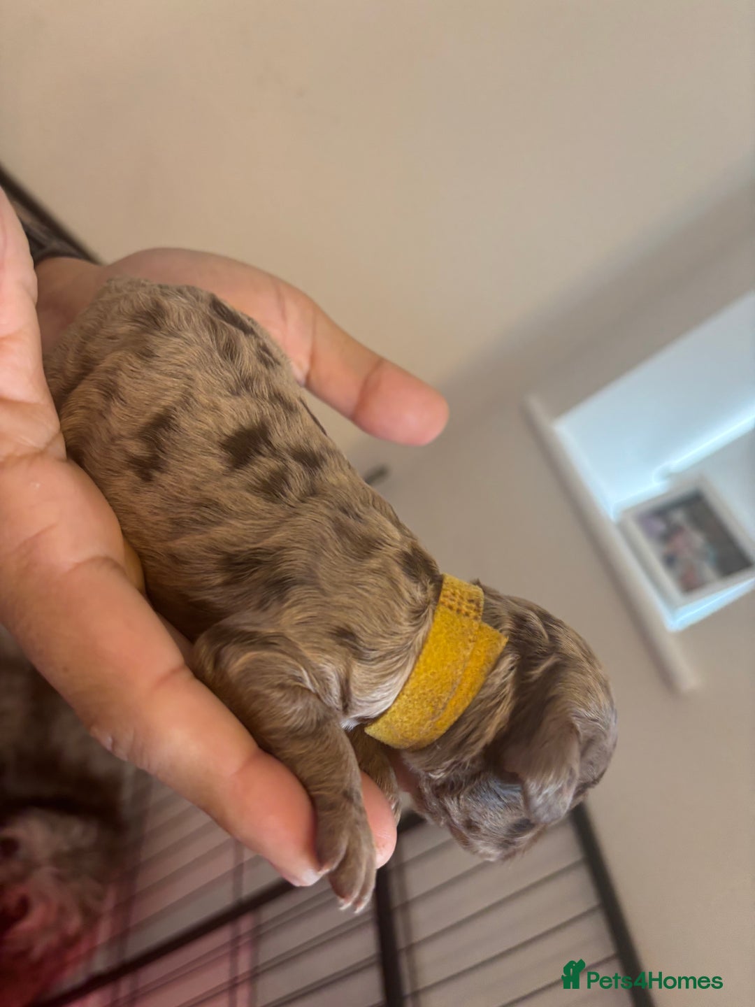 Cockapoo dogs for sale: Cockapoo puppies - Image 9