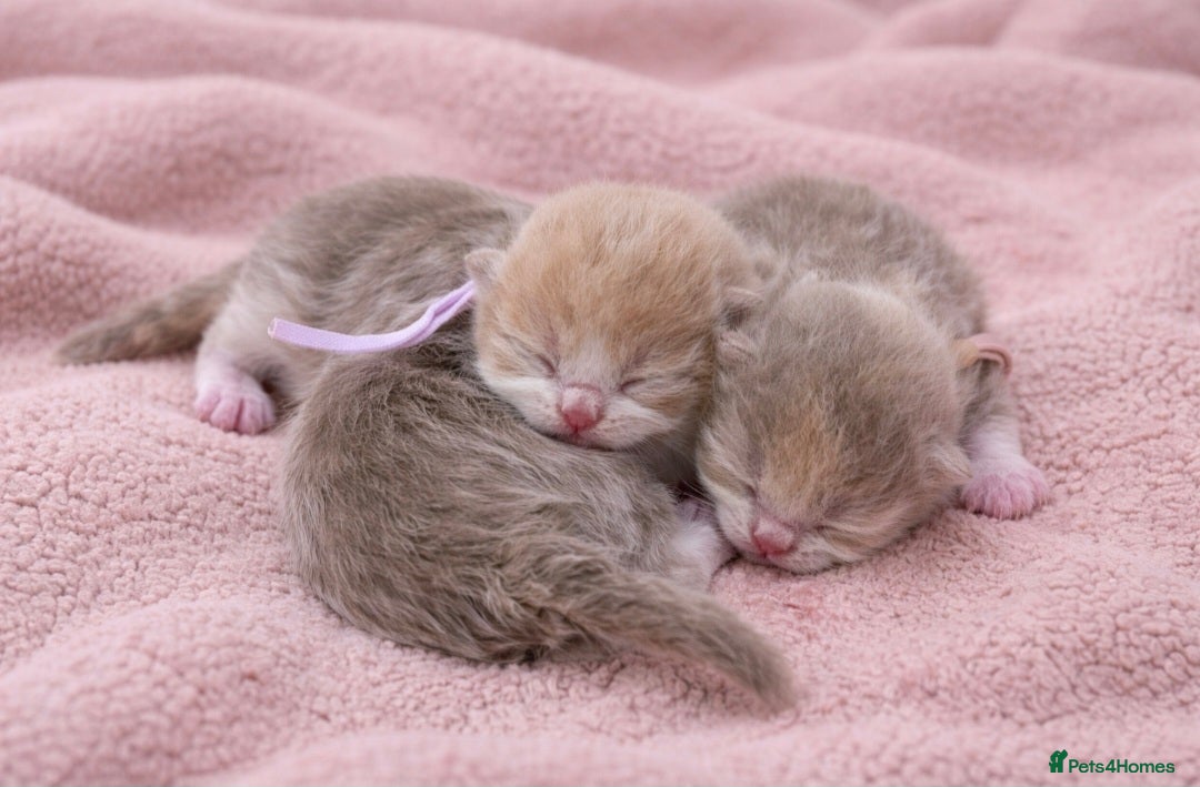 British Shorthair cats 🌟Exceptional quality British shorthair kittens🌟  - Advert 1