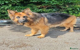 Mixed Breed dogs for sale: G.Sehepherd&white swiss Shepherd long coat puppies - Image 17