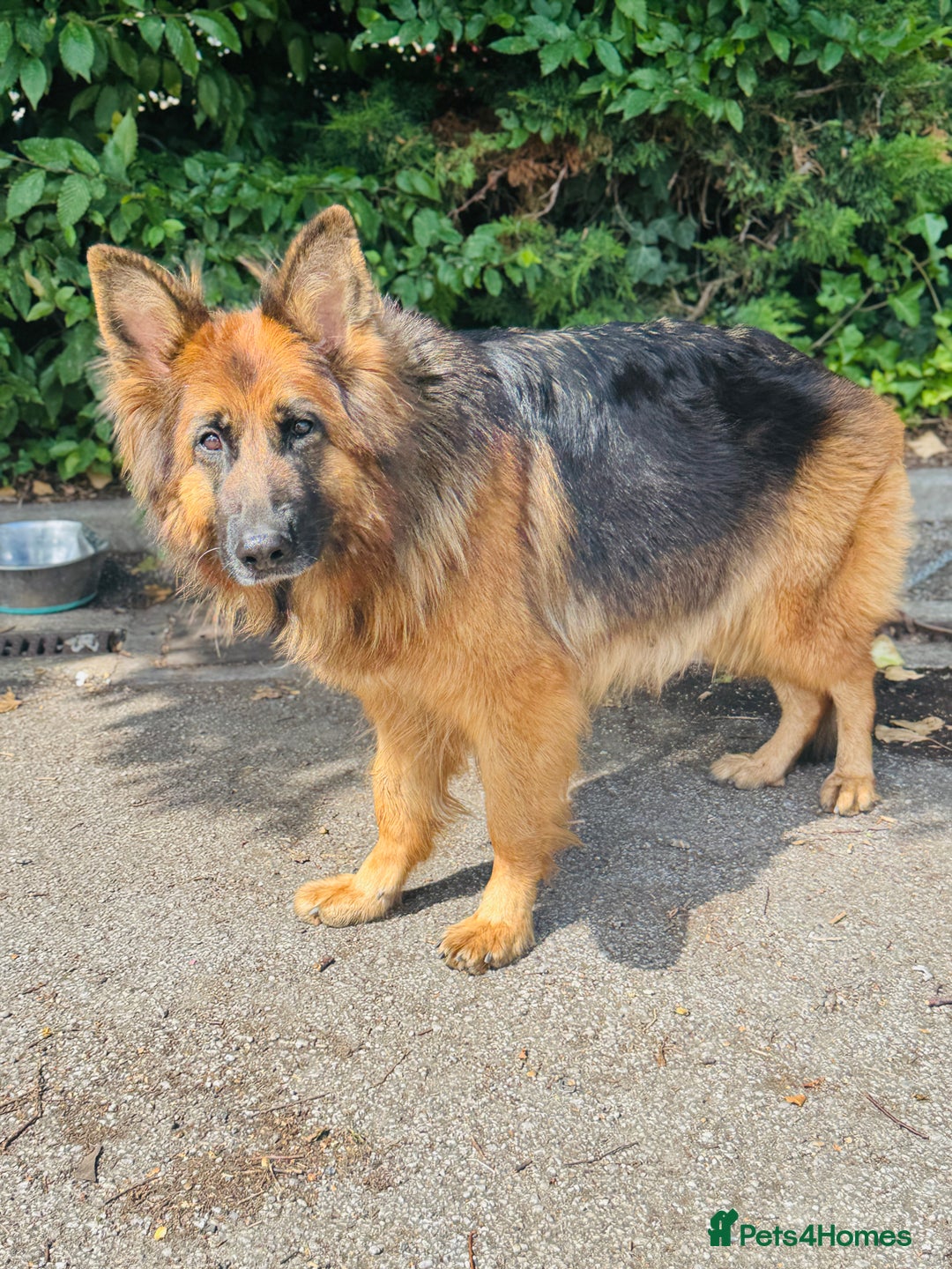 Mixed Breed dogs for sale: G.Sehepherd&white swiss Shepherd long coat puppies - Image 17