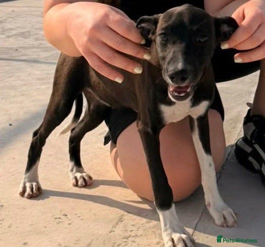 Mixed Breed dogs Anda needs a loving home  - Advert 12
