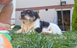 Jack Russell dogs for sale: Tricolour short legs Jack Russell  - Image 12