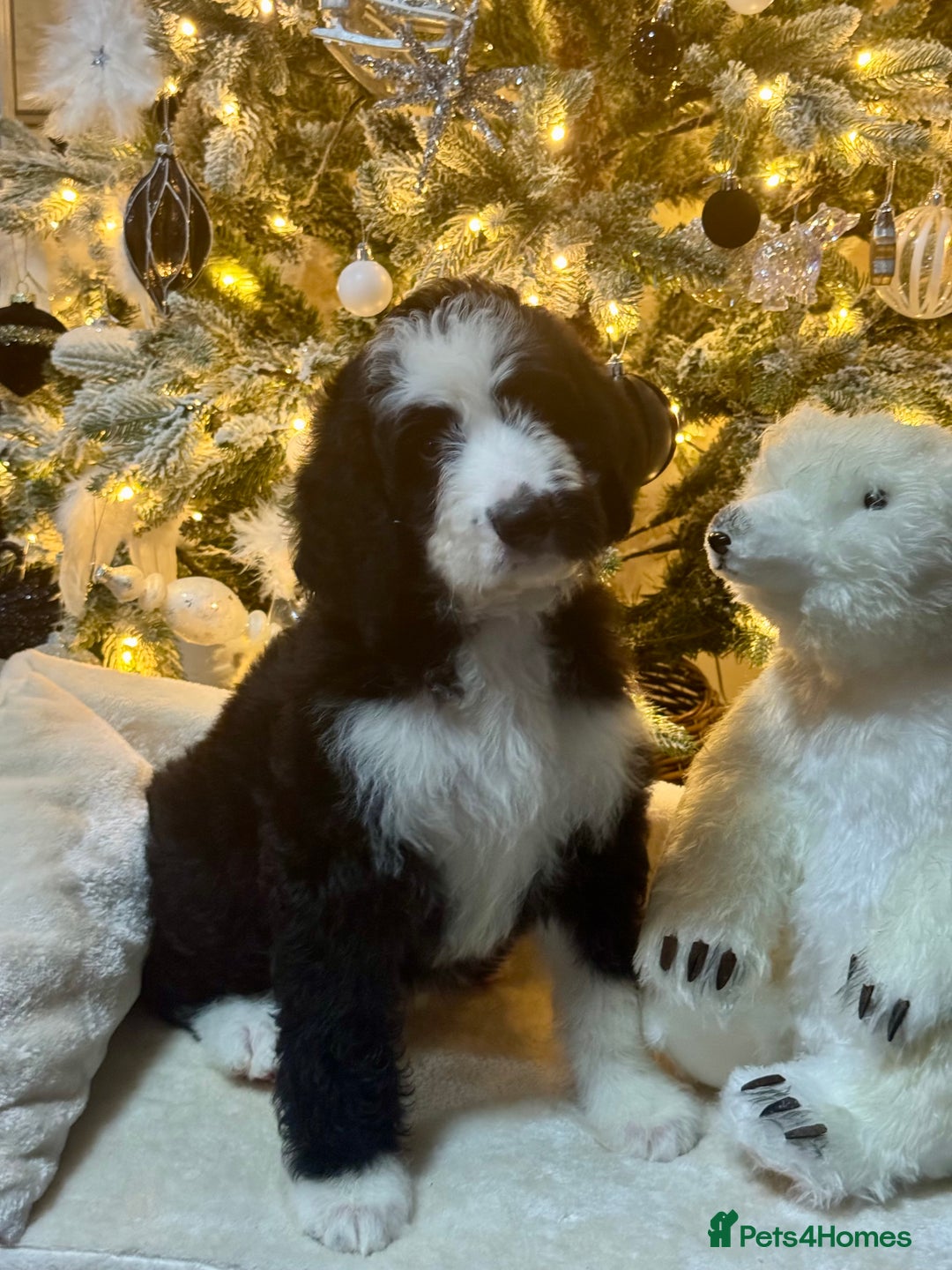 Bernedoodle dogs for sale: 3 f1 standard bernedoodles puppies  - Advert 6