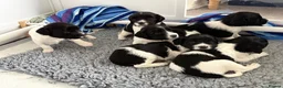 English Springer Spaniel dogs for sale: Outstanding litter looking for fantastic homes - Advert 26