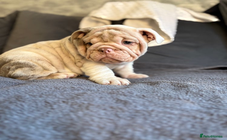 English Bulldog dogs - Advert 2