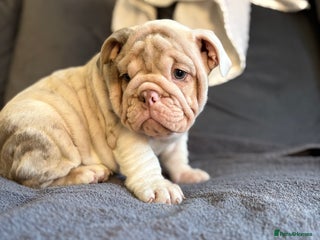 English Bulldog dogs - Advert 29