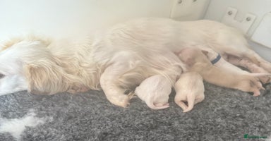 Miniature Dachshund dogs - Advert 8