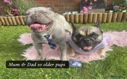 French Bulldog dogs for sale: 🐾 French Bulldog Puppies, Lola & Luna Litters 🐾 - Image 9