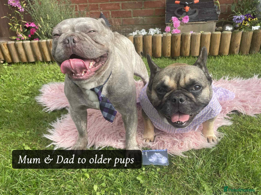 French Bulldog dogs for sale: 🐾 French Bulldog Puppies, Lola & Luna Litters 🐾 - Image 9