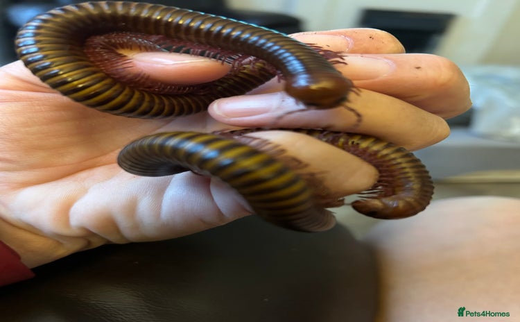 Millipedes invertebrates - Advert 1