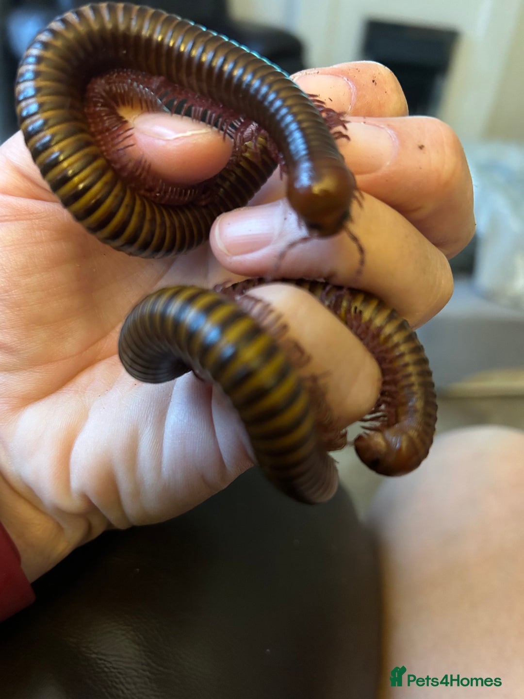 Millipedes invertebrates for sale: Rosy leg millipedes  - Image 1