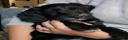 Cockapoo dogs for sale: 2 Gorgeous Black Cockapoo Puppies - Family Raised - Advert 7
