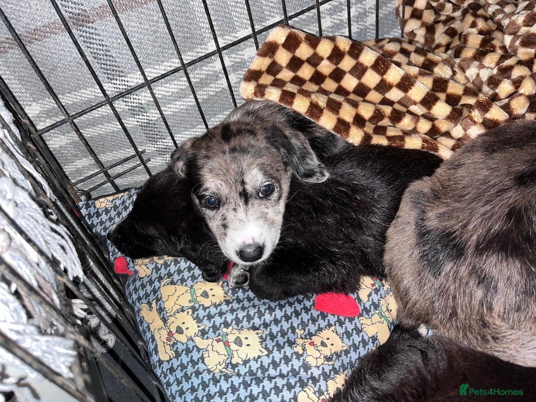 Mixed Breed dogs for sale: Lurcher x lab pups READY NOW!! - Image 9