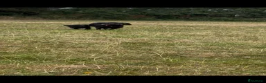 Labradoodle 3