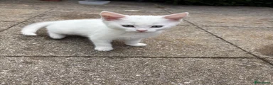 Turkish Angora 3