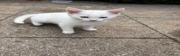 Turkish Angora cats for sale: 3 white and 2 black cats for sale in Oswestry - Advert 4