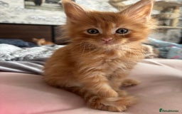 Maine Coon cats for sale: Ginger / tri colour pure Maine coon kittens  - Image 12