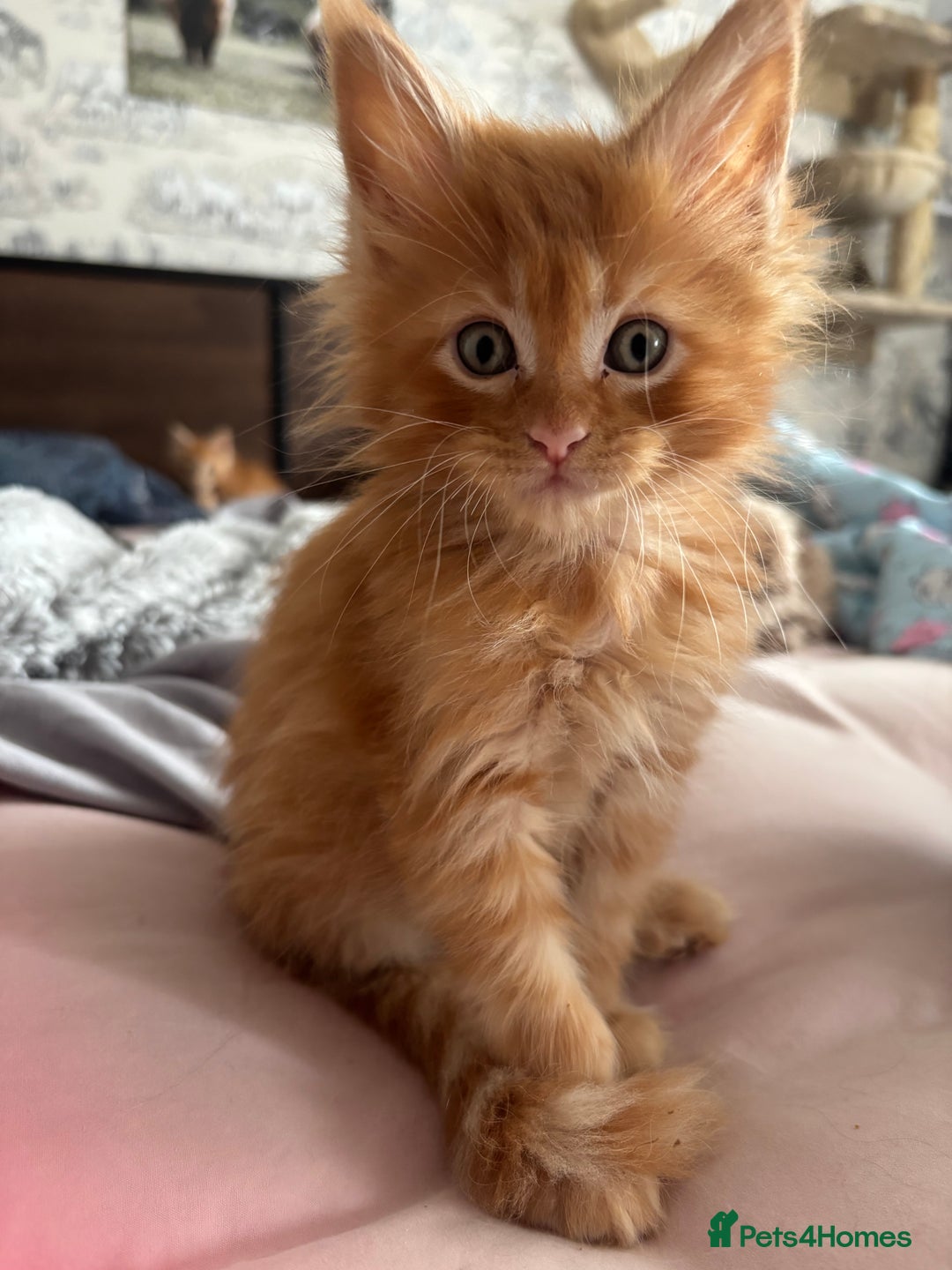 Maine Coon cats for sale: Ginger / tri colour pure Maine coon kittens  - Image 12