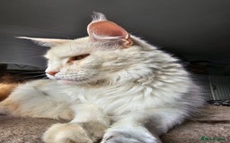 Maine Coon cats for sale: RE-HOMING  - Image 1