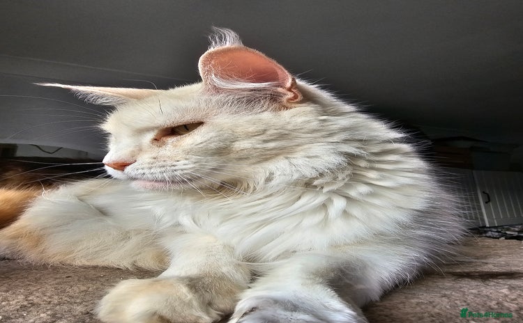 Maine Coon cats - Advert 14