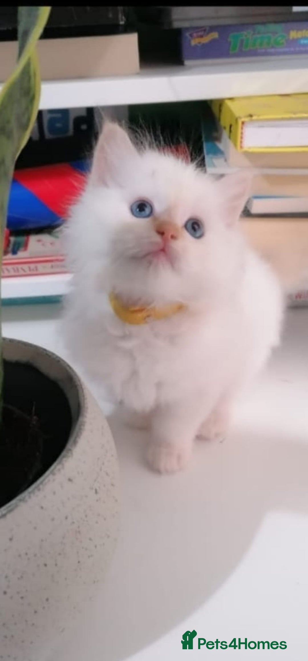 Ragdoll cats for sale: Flame point ragdoll kittens - Advert 6