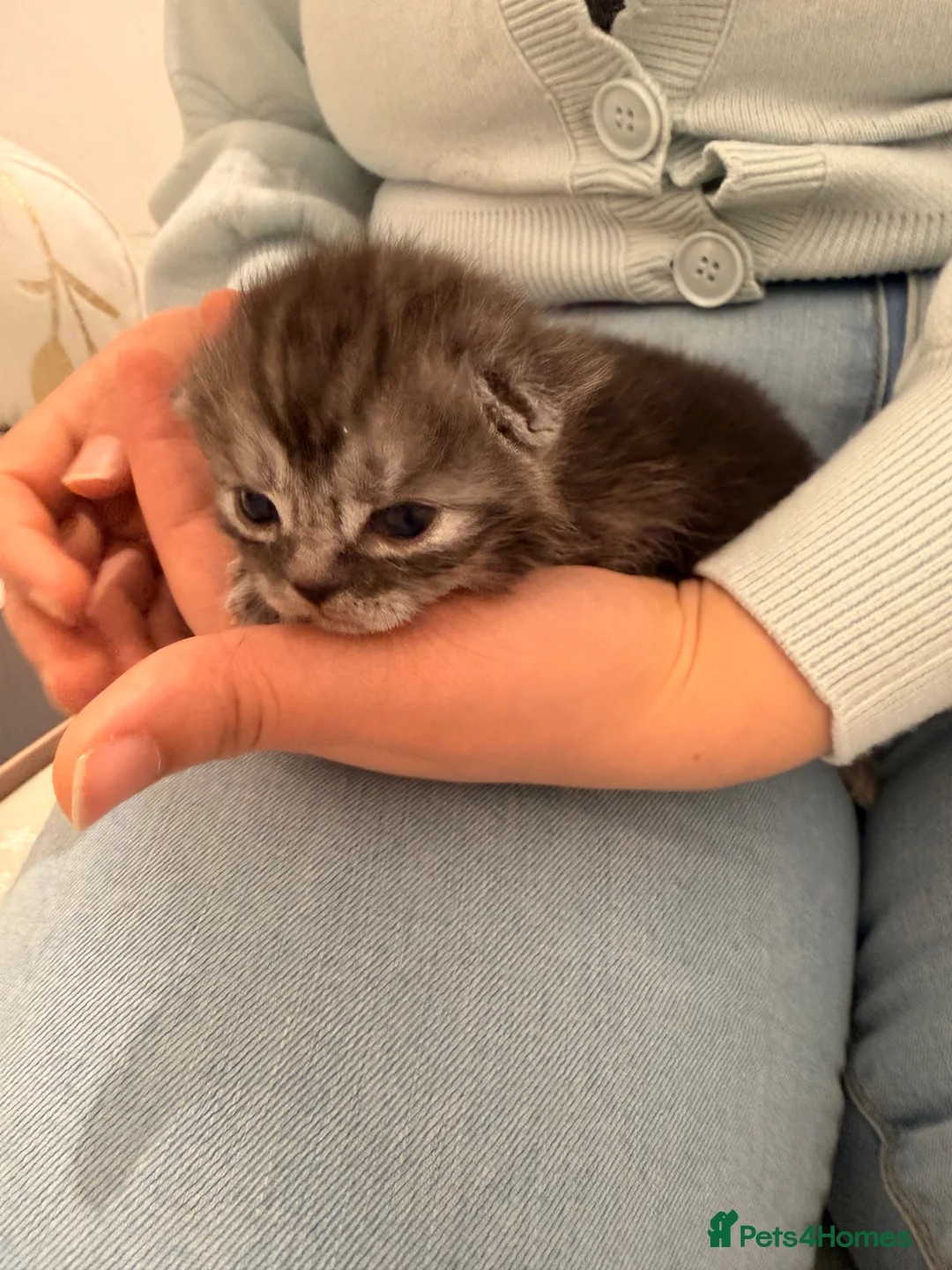 Persian cats for sale: Miss Nicola Puklejova  in Enfield - Advert 2