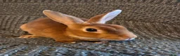 Rex rabbits for sale: Breeding pair of Unrelated mini rex - Advert 15