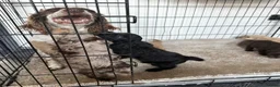 Cockapoo dogs for sale: Stunning cockapoos  - Advert 20