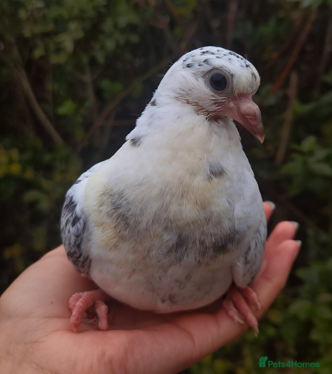 Pigeons birds for sale: Pigeons [Semi Hand-Raised] - Fancy & Racing Breeds - Advert 14